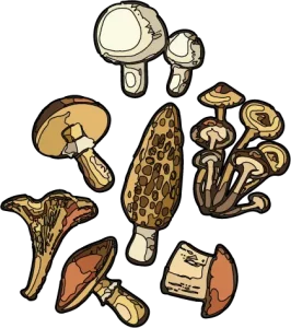 Champignons NutriNo - source de protéines végétales et fibres